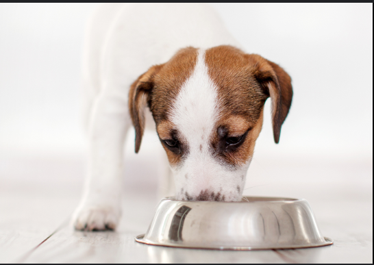 how long can a dog go without eating?