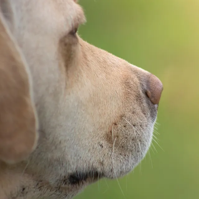 how much to cremate a dog?