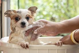 best smelling puppy shampoo