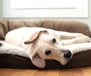 why does my dog poop on my bed?