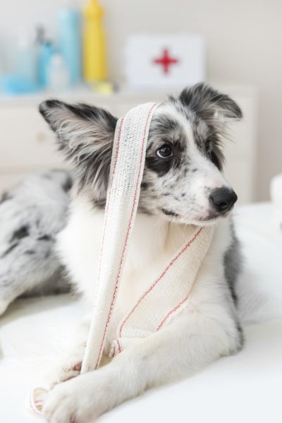 how to clean a dog wound