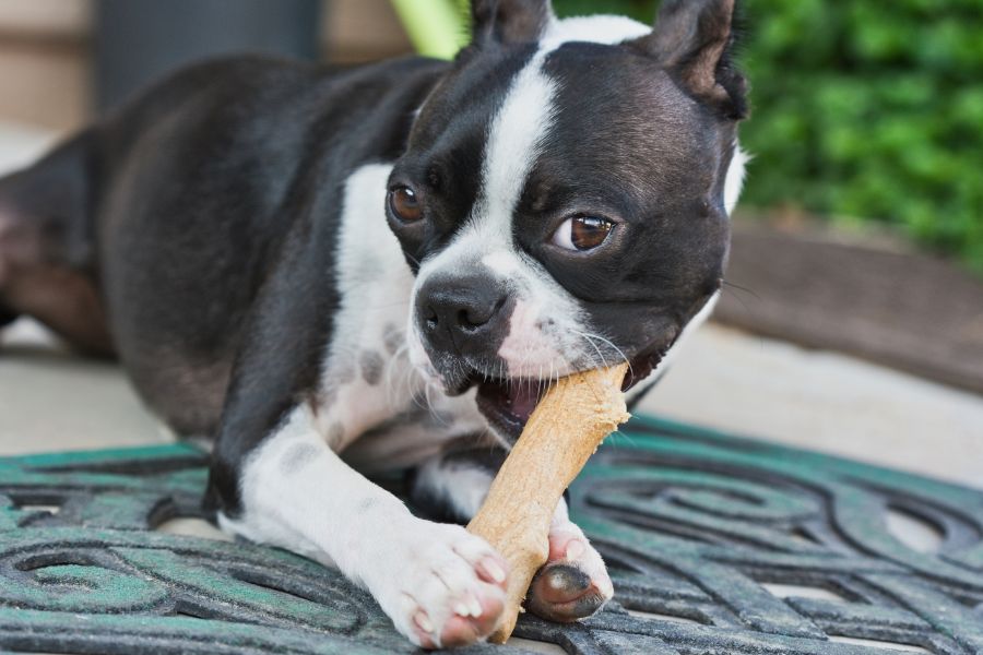 Best Dental Treats for Dogs
