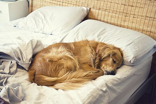 best bed for golden retriever