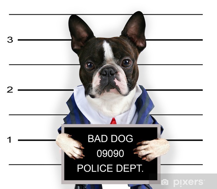 Beyond Bad Dog: Decoding the Real Reason Your Dog Misbehaves (and How to Fix It).