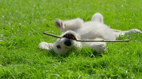 how do dogs get worms?