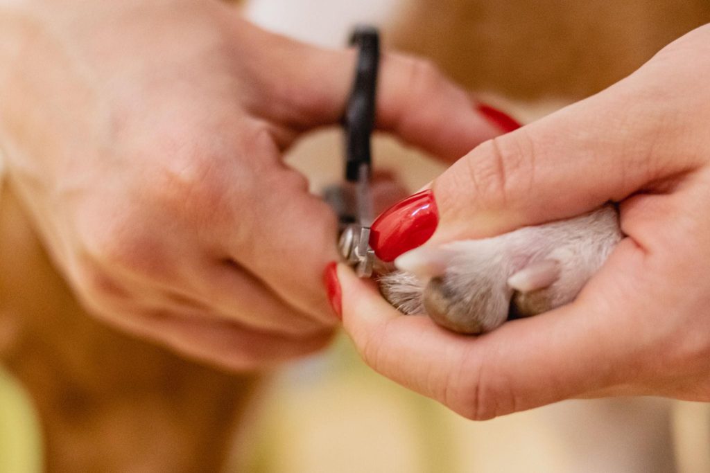 Dog nail clippers trimming the tip of a dog's nail safely.