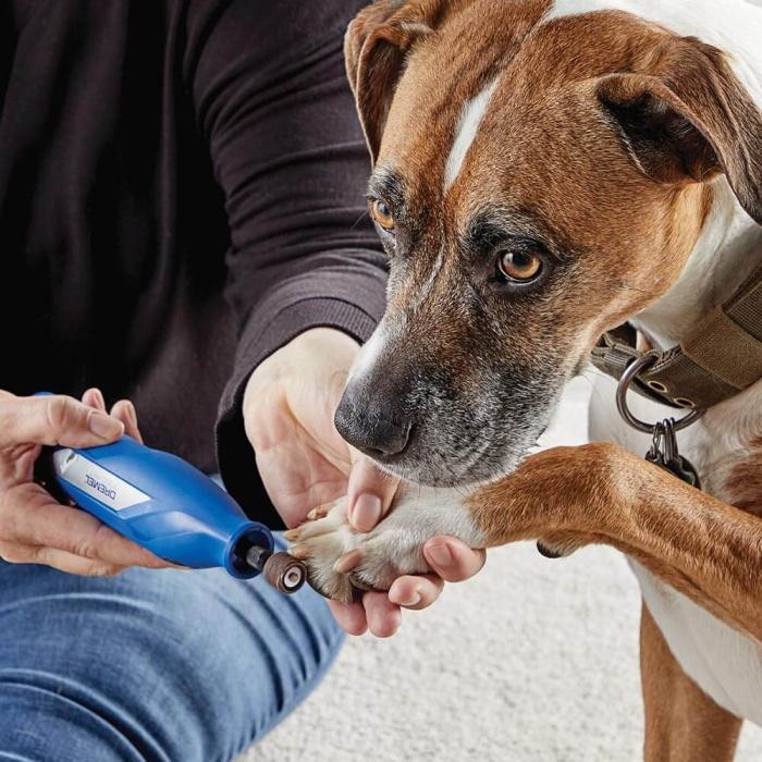 Using a dog nail grinder to smooth freshly trimmed nails.