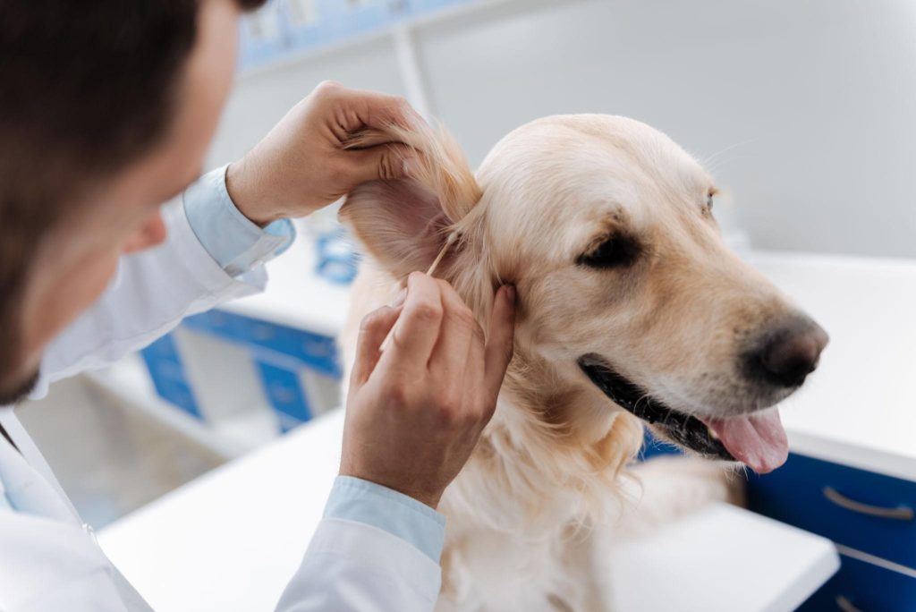 how to clean dogs ears