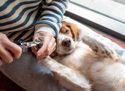 Owner safely cutting a dog's nails at home using dog nail clippers.